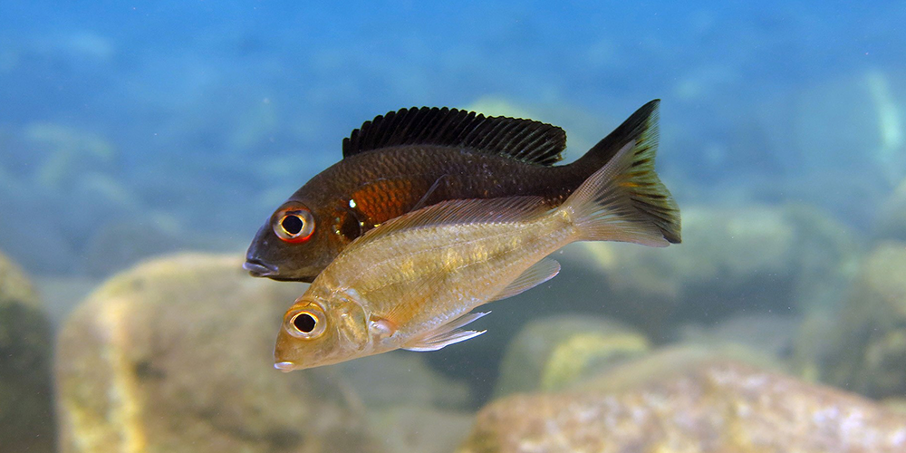 Highly Dynamic Sex Chromosomes In Cichlid Fishes University Of Basel